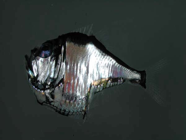 Những[-]loài[-]vật[-]kinh[-]dị[-]"hiếm[-]có[-]khó[-]tìm"[-]trên[-]thế[-]giới[-]9